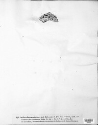 Porpidia albocaerulescens var. albocaerulescens image